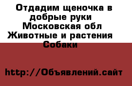 Отдадим щеночка в добрые руки - Московская обл. Животные и растения » Собаки   